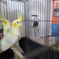 کریشان جدید خیابان ۳نرسیده ملاشیه
