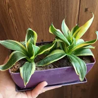 گل های طبیعی|گل و گیاه طبیعی|نیشابور, شریعتی|دیوار