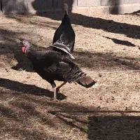 گیسه وبوقلمون|حیوانات مزرعه|گنبکی, |دیوار