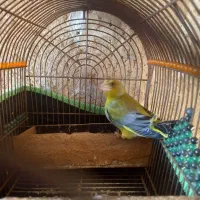 فروش سهره سبز نر دوساله|پرنده|شیراز, ویلاشهر|دیوار