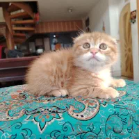 گربه اسکاتیش  و بریتیش|گربه|اصفهان, سعادت‌آباد|دیوار