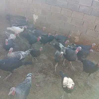 بوقلمون|حیوانات مزرعه|نورآباد, |دیوار