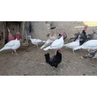 فروش بوقلمون|حیوانات مزرعه|فسا, |دیوار