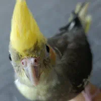 گمشده|پرنده|بندرعباس, |دیوار