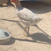 مرغ لاری