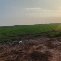 خواستار-ده-هکتارزمین-برای-کشت-ذرت-علوفه