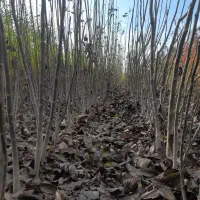 تولیدفروش نهال|عمدهفروشی|میاندوآب, |دیوار