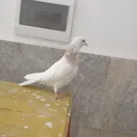 طوقی زرد|پرنده|قم, انسجام|دیوار