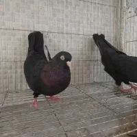 زاغ . طوقی . پاکستانی