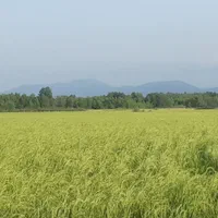 فروش زمین شالیزار برنج ۶۵۰۰ متر|فروش زمین و ملک کلنگی|آستانه اشرفیه, |دیوار