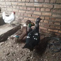 ادرک خارجی نر جوان دوعدد محلی نرو ماده و خروس محلی