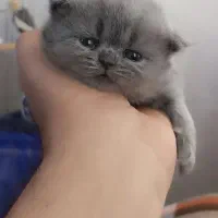 گربه بریتیش اصل