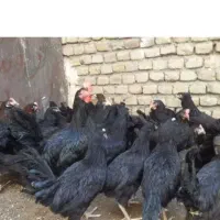 مرغ و خروس سیاه قربانی خونی خروس محلی مرغ سفیدتخمی