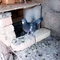 کفتر کبوتر پرنده|پرنده|بیرجند, |دیوار