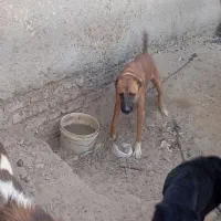 سگ نر سرابی