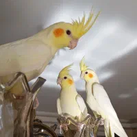 شش عدد عروس‌هلندی‌نر و ماده