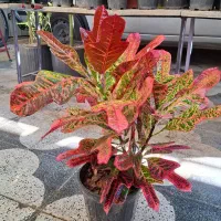 میخک ،هویا|گل و گیاه طبیعی|شیراز, شیخ روزبهان|دیوار