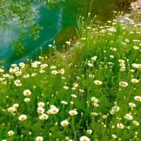 درخواست راهنمایی