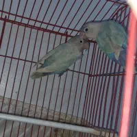 جفت کوتوله برزیلی مولد فیشر