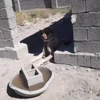 توله عراقی ۱۲ ماهه