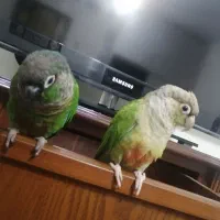 گرینچیک باهوش