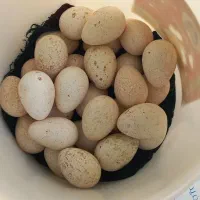 تخم بوقلمون