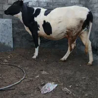 گاو هلشتاین نزدیک زایمان