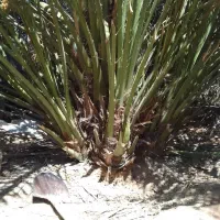 بچه نخل یا همون پاجوش برحی موجوداست|حراج|بوشهر, |دیوار