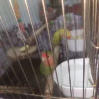 طوطی برزیلی