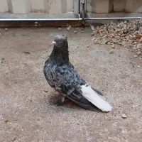 سرور دم سفید