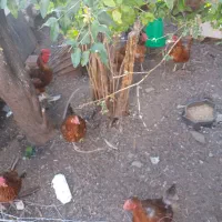 مرغ و خروس خانگی|حیوانات مزرعه|تربت جام, المهدی|دیوار