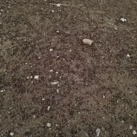 کود گوسفندی کهنه اماده بارگیری