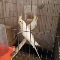 عروس هلندی جفت لوتینو معاوضه با کبوتر و کوتوله نر