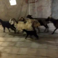 بز میش