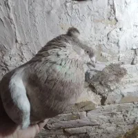 کبوتر|پرنده|اسفراین, |دیوار