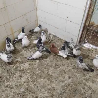 کبوتر شیخی  ودوتا پلاکی