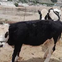 تلیسه جوان