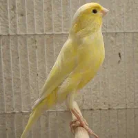 ماده قناری لیمویی جوان|پرنده|شیراز, پودنک|دیوار