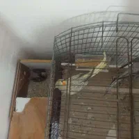 پرنده|پرنده|اهواز, معین زاده|دیوار