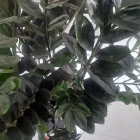 گل ساختمانی