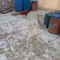 جوجه مرغ وخروس بزرگ وکوچک.موجودهست|حیوانات مزرعه|زابل, |دیوار