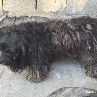 5000000|سگ|بندر ماهشهر, |دیوار