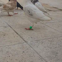 جوجه|حیوانات|مشهد, نظام دوست|دیوار