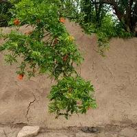 باغ-در-مرکز-شهر-سمنان