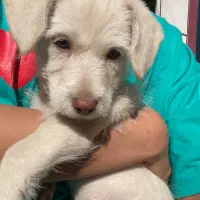 سگ پاکوتاه|سگ|دلند, |دیوار