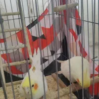 پرنده|پرنده|استهبان, |دیوار