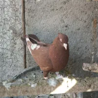 سرخ و زرد سوی قدیم|پرنده|تاکستان, |دیوار