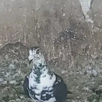 کبوتر گوره سیاه|پرنده|برازجان, |دیوار