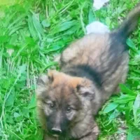 سک دوماهه سرابی