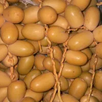 رطب و خارک